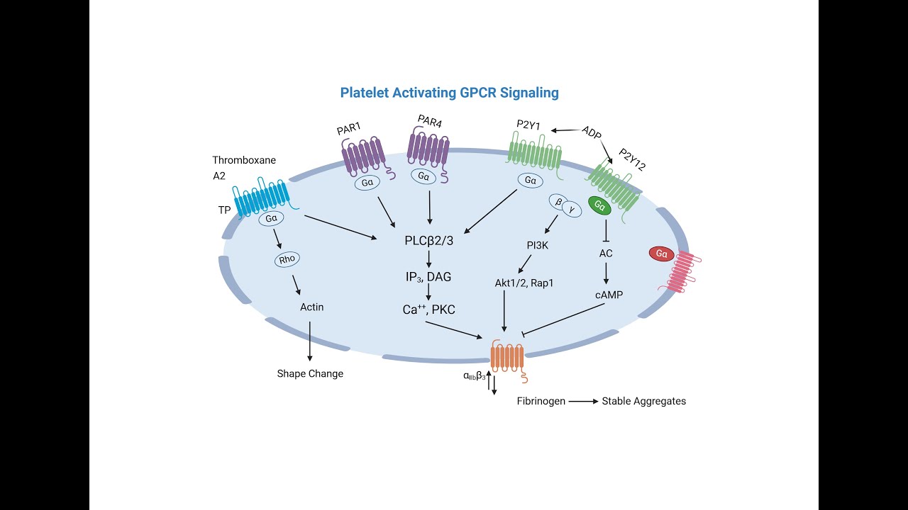 Unraveling the Mysteries of Platelet-Activating GPCR Signaling