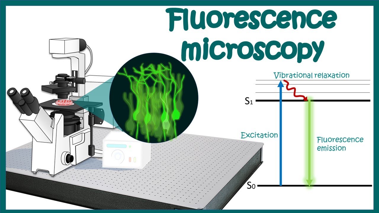 Fluorescence Microscopy | Fluorescence microscopy principle | application of Fluorescence microscopy