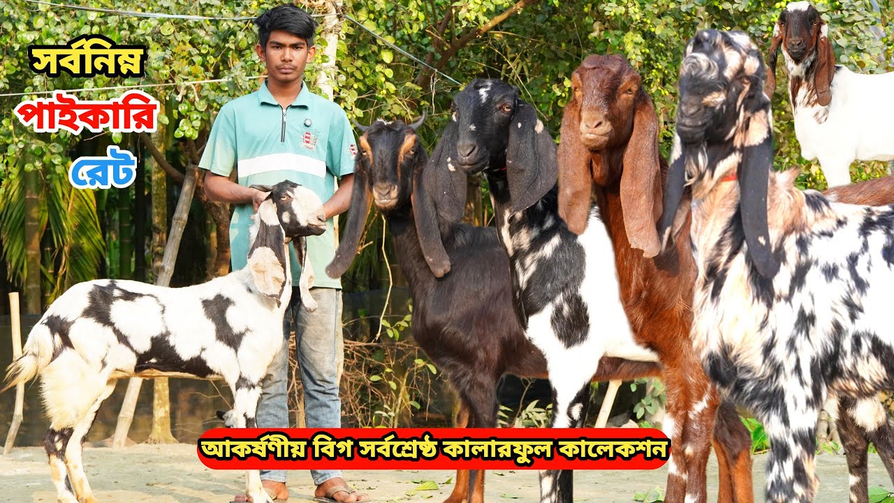 তরুণ উদ্যোক্তা জাহিদ সবচেয়ে কমরেটে দিবেন।আকর্ষণীয় বিগ সুপারহিট দুধের,গ্যারান্টি গাভীন ও পাঠা কিনুন
