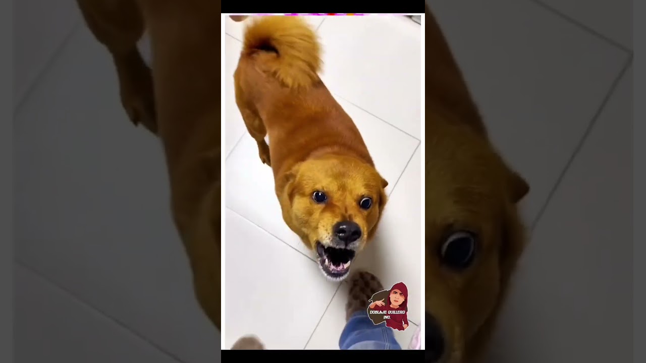 RECOPILACIÓN DE DOBLAJES GRACIOSOS DE KAISER PARTE 1