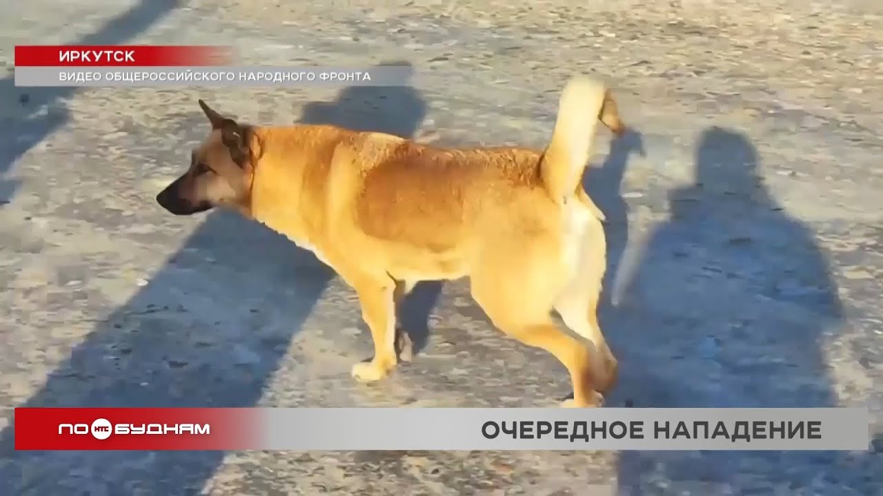 Бездомные собаки напали на школьницу в Иркутске