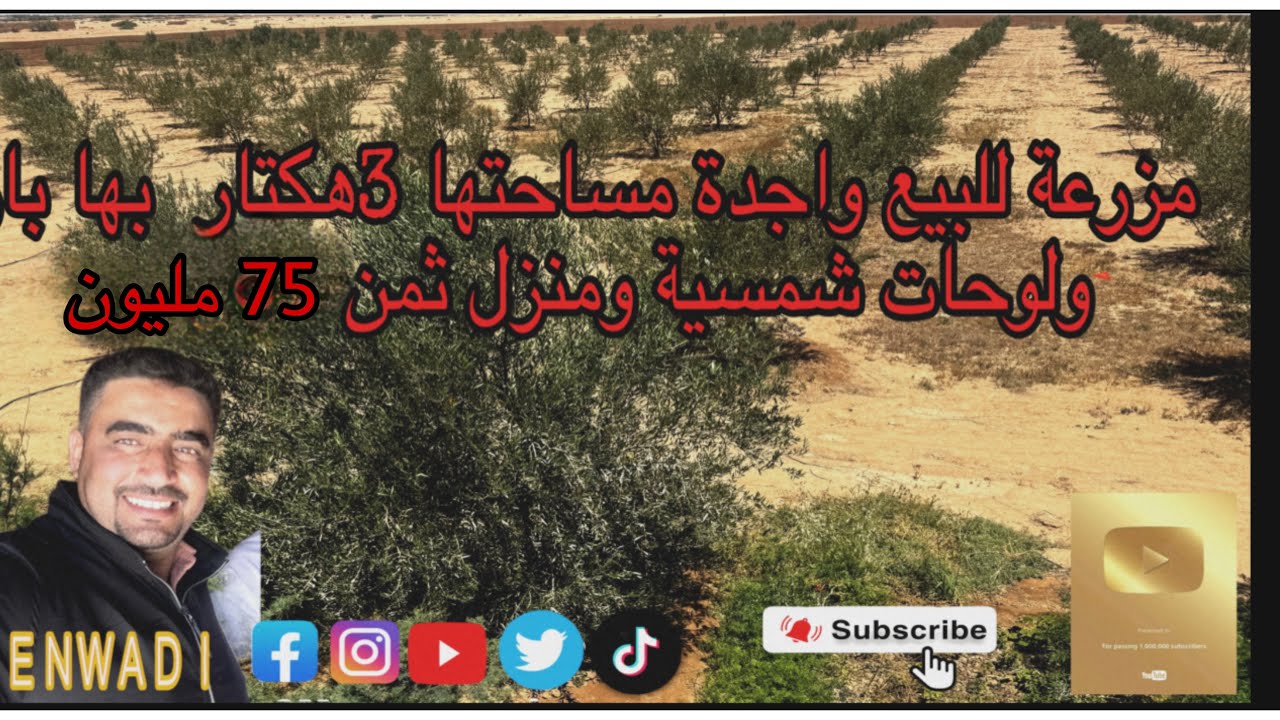 مزرعة للبيع واجدة مساحتها 3هكتار  محاطة بصور بها بار ولوحات شمسية و660شجرة زيتون ومنزل ثمن 75ملون