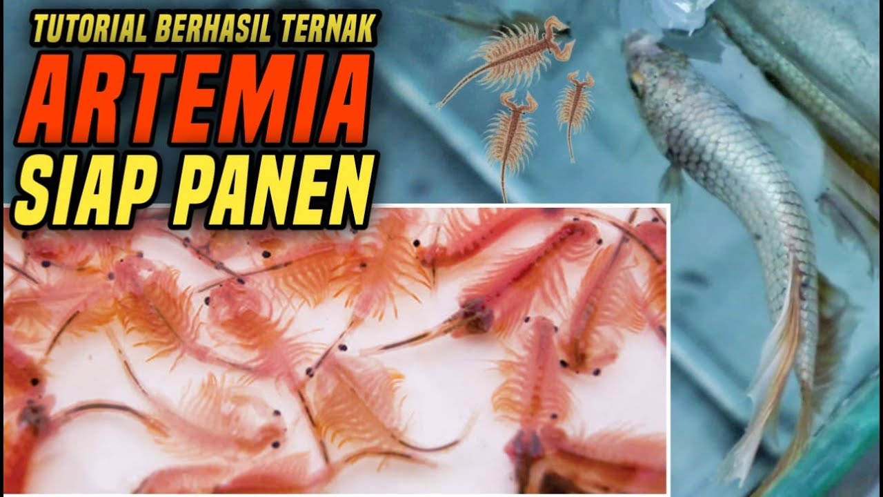 BUDIDAYA ARTEMIA / SEA MONKEY UNTUK IKAN CUPANG PAKDHE