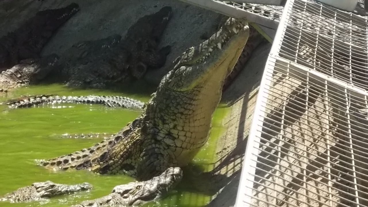 Crocodile Park - Feeding Frenzy
