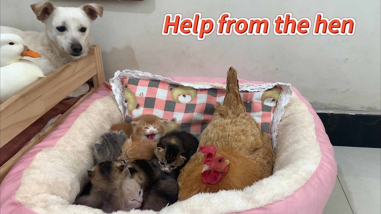 So funny! The kittens' parents are not home, so the puppy asked the hen to take care of them.