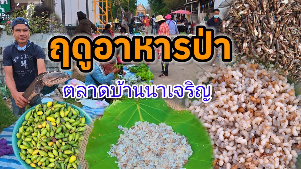 ไข่มดแดง จั๊กจั่น อาหารป่าตามฤดูกาล | ตลาดนัดเช้าบ้านนาเจริญ เขมราฐ อุบลราชธานี