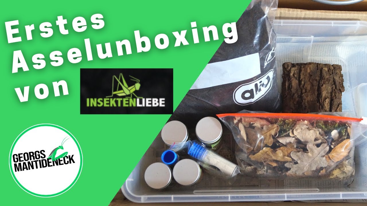 Erstes Asselunboxing von Insektenliebe.com
