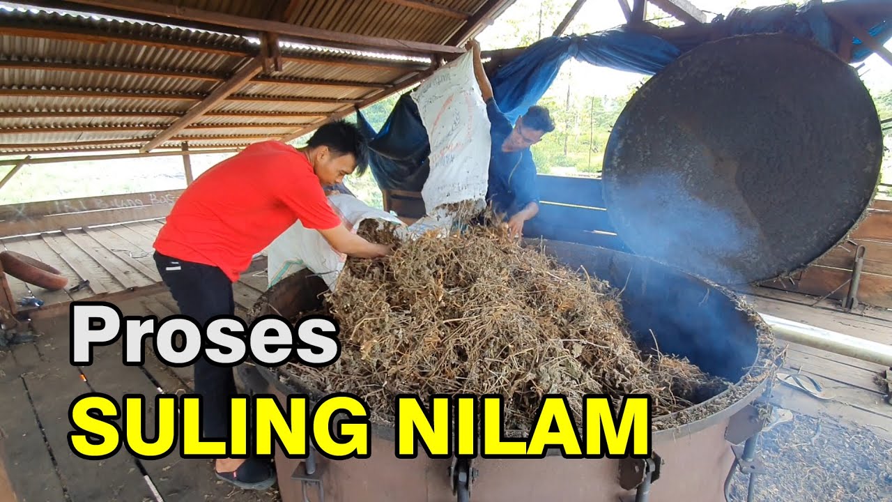 Proses Penyulingan Minyak Nilam di Desa Bumi Harapan Kecamatan Toili Kabupaten Banggai