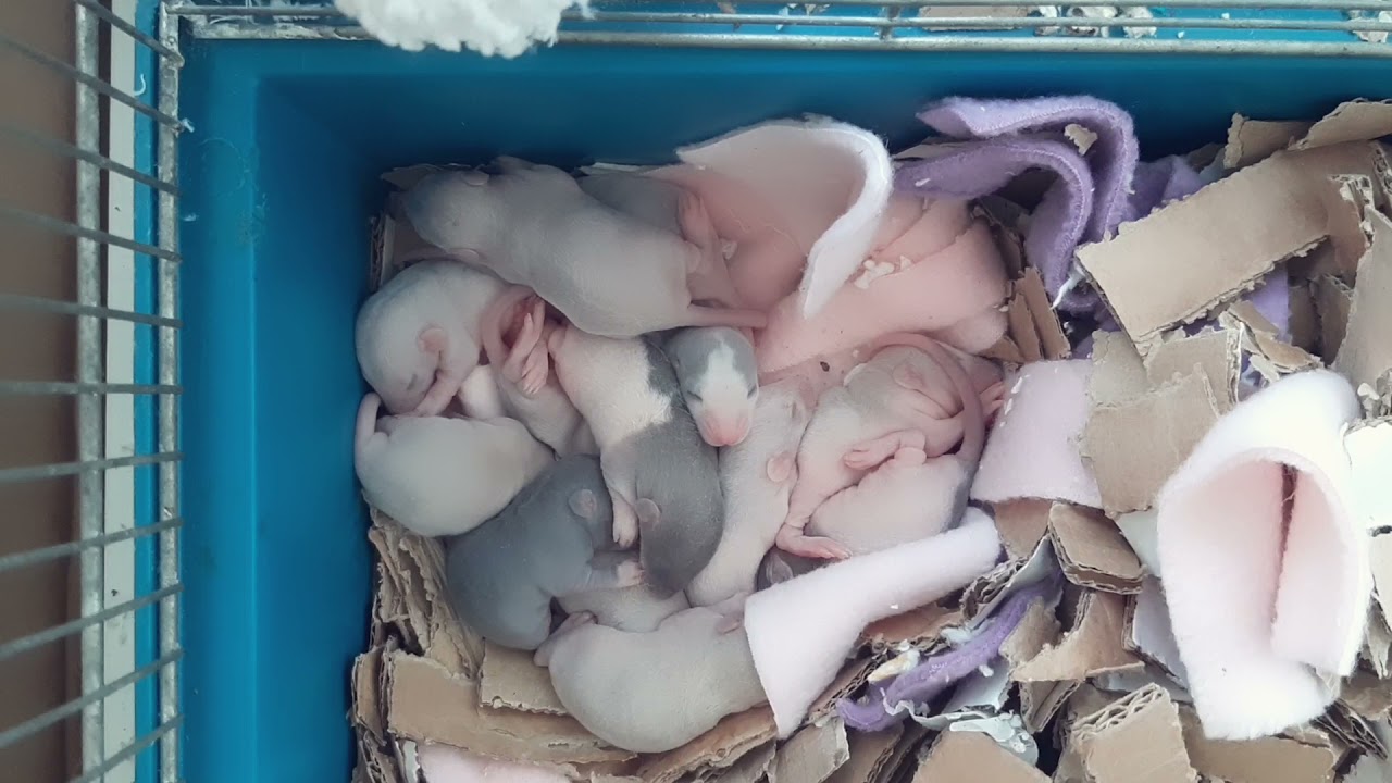 1 week old sleeping Baby Rittens