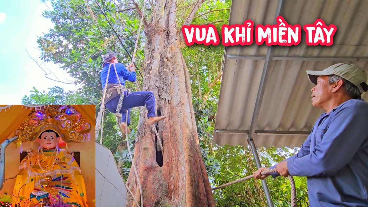 Vua Khỉ cưa cây Dương trên 100 tuổi có nhánh chùm lên Miếu Bà.