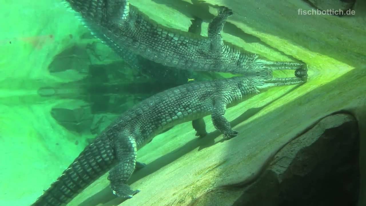 [HD] Indian Gharial @ River Safari [14/15]
