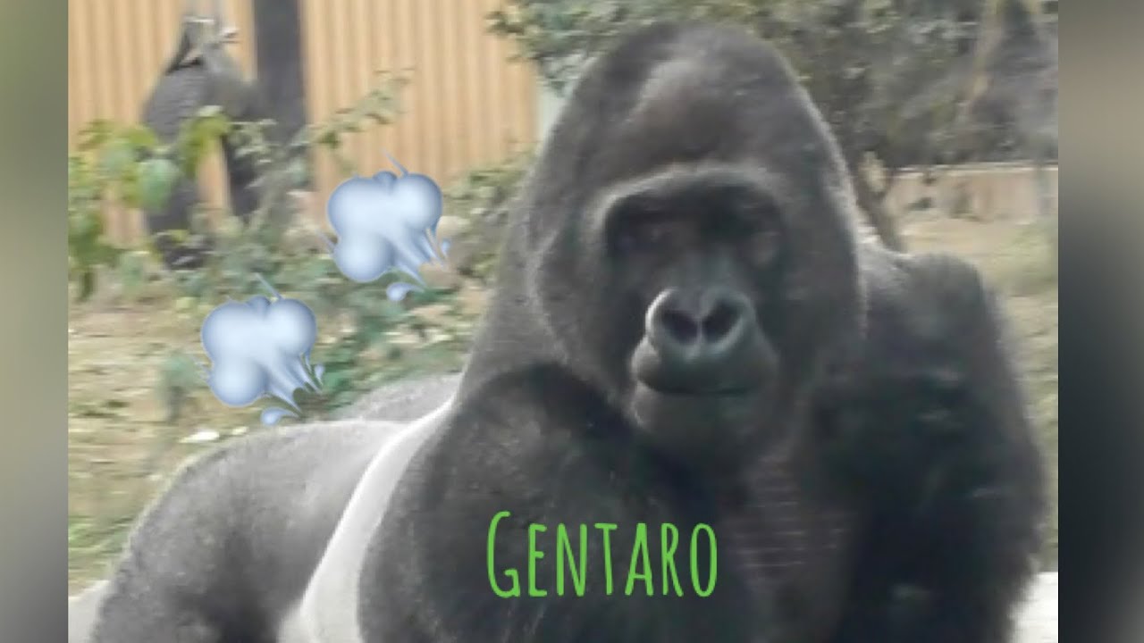 “Gorilla”Gentaro is very excited to be surrounded by a group of students. 🦍💨💨Kyoto City Zoo 🌳