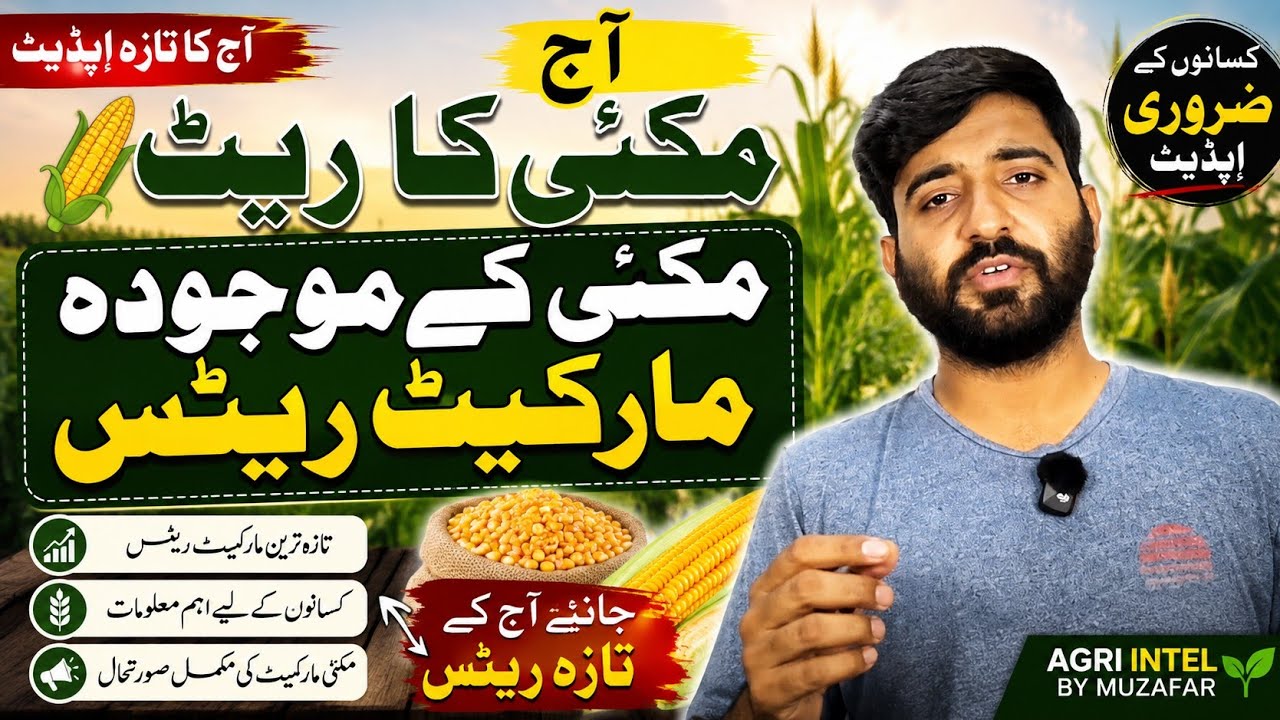 Maize Price Today in Pakistan | Current Maize Market Rate | Corn Price & Mandi Rates