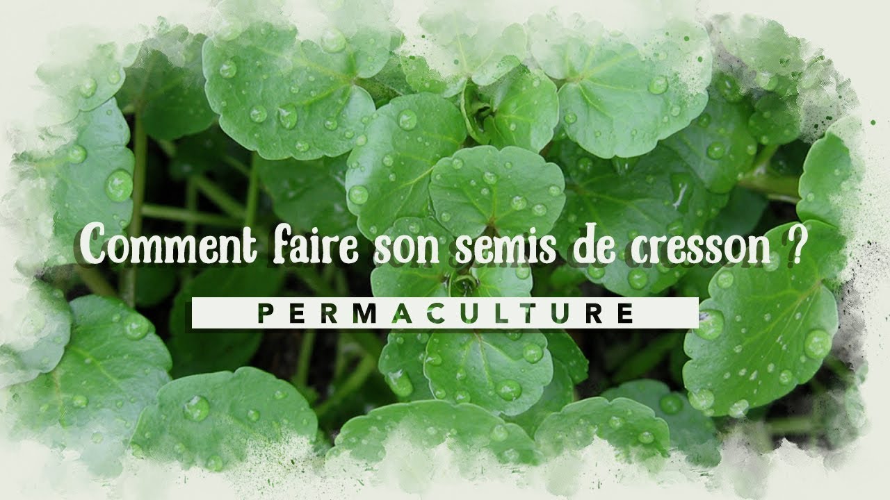Comment faire son semis de cresson alénois ?