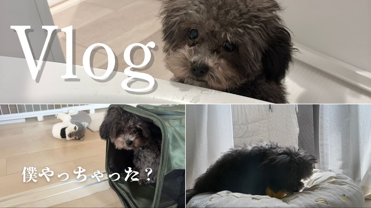 【Vlog】トイレしてしまったお布団を洗う/もうすぐ6ヶ月/定期検診