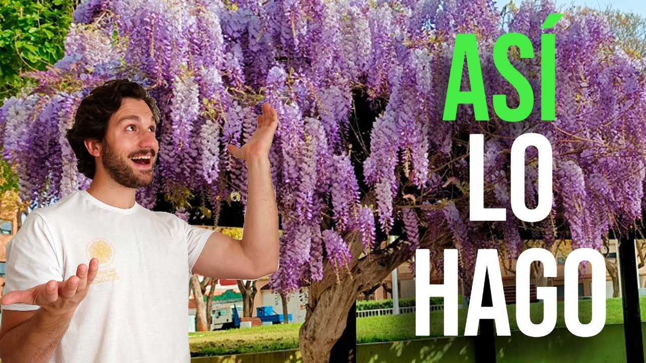 Cómo florecer GLICINA que no florece o WISTERIA 🌷 Cómo PODAR glicina para tener FLORES