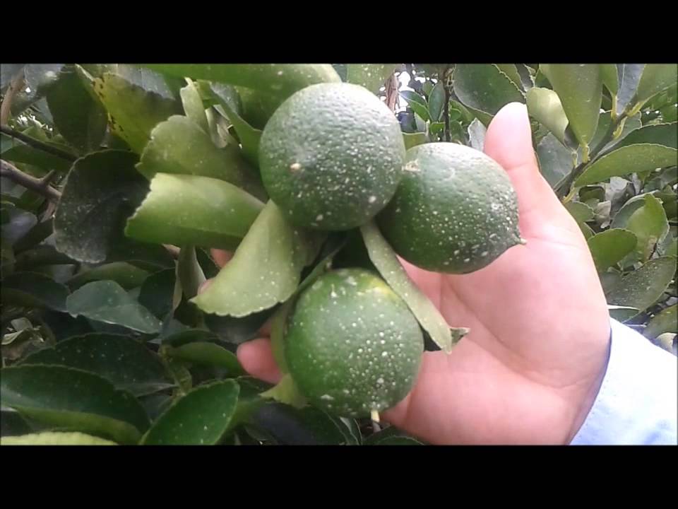 tierra de diatomeas en citricos