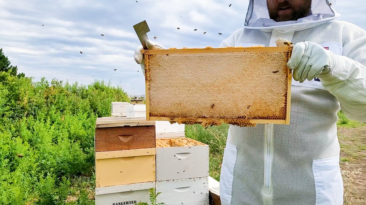 Harvesting Honey & Mite Control