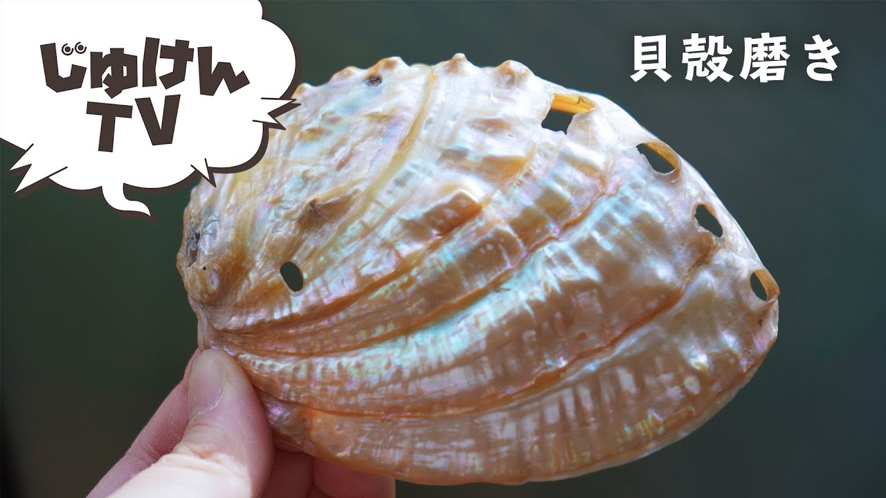 【貝磨き】アワビの貝殻を磨いてみよう【実験】