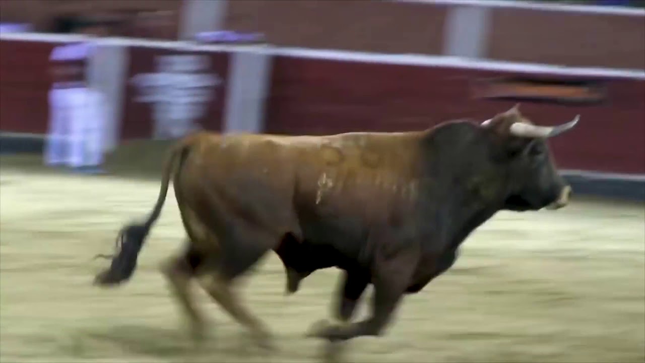 Urban Remo - Afghani Bull Rider