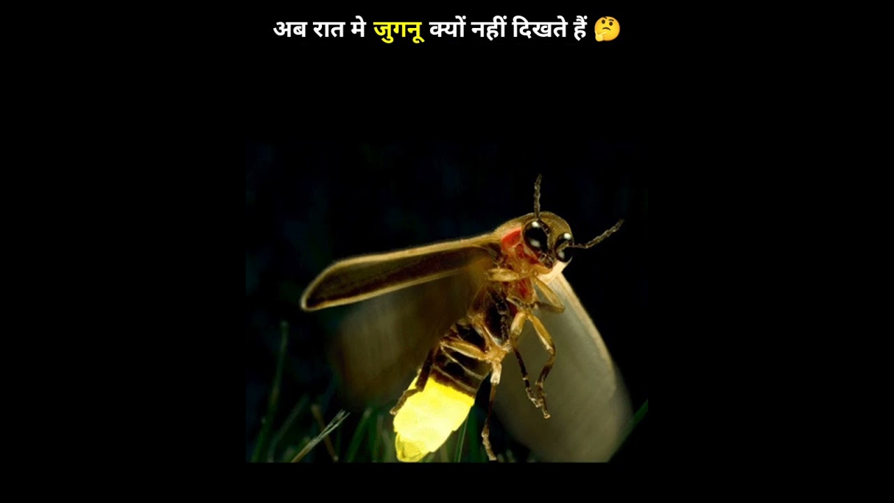 Are fireflies going extinct in India? #entertainment