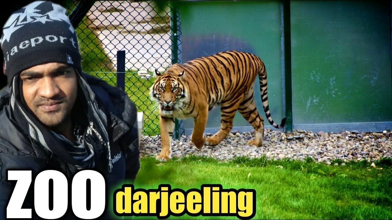 darjeeling zoo, darjeeling zoo park, zoo darjeeling,  zoo animals