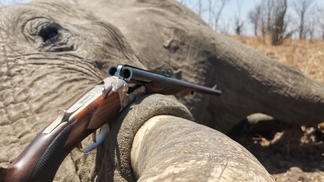 Elephant side brain and buffalo with double rifles