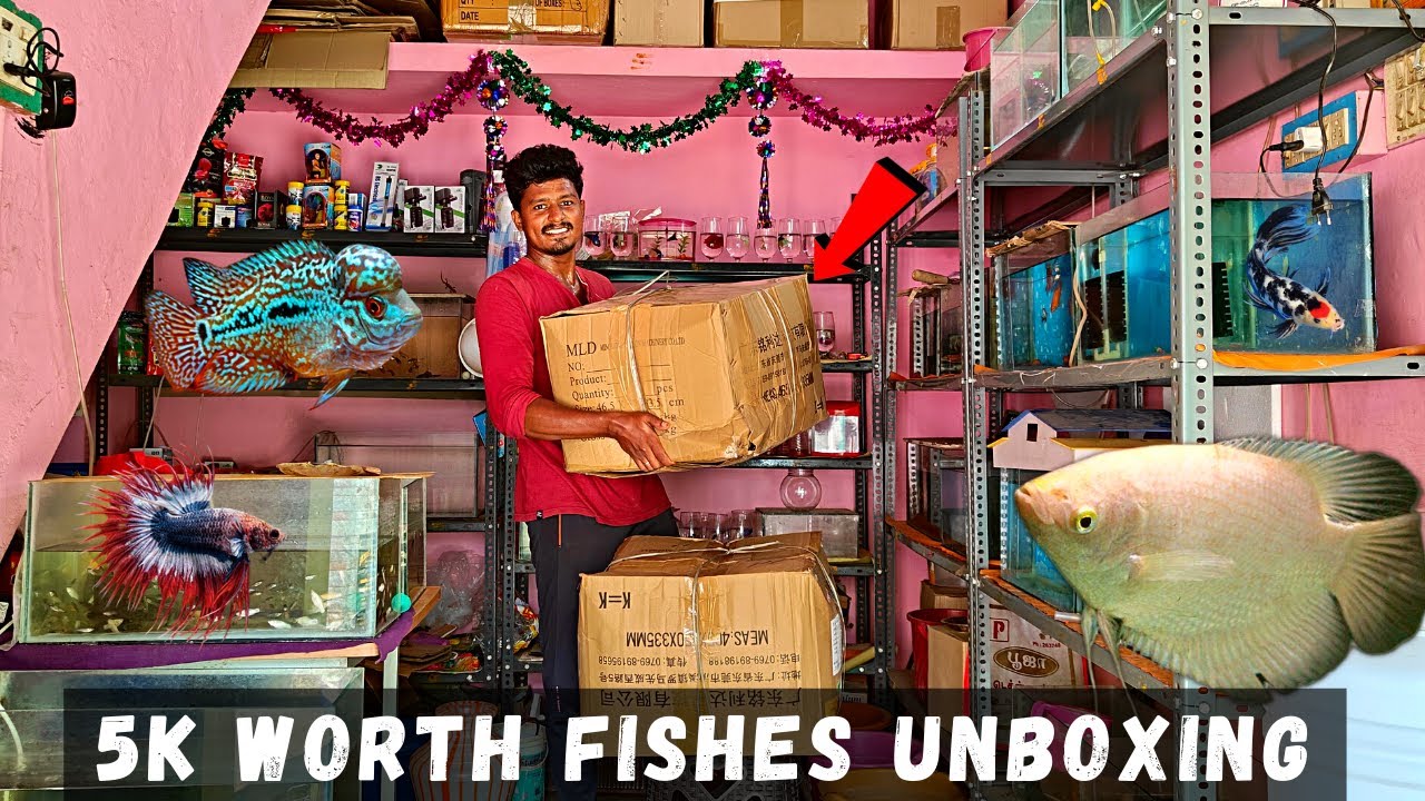 5K Worth Fishes Unboxing!🐠 | புது மீன்கள் வாங்கியாச்சு!🦈 | Giant Gowra