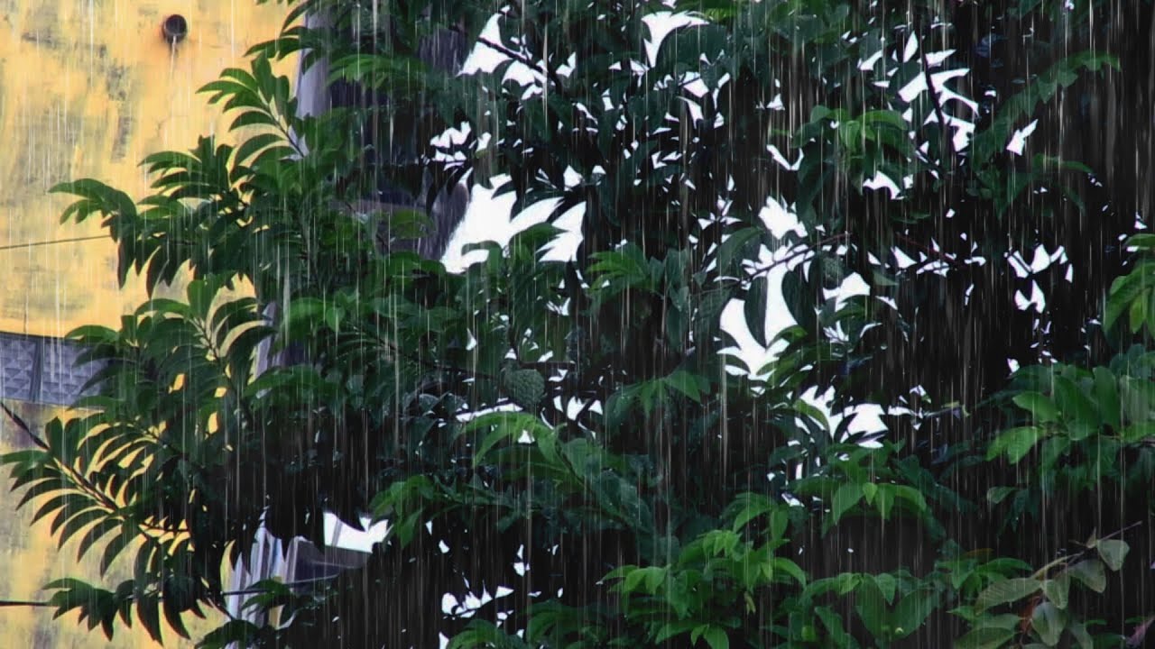 Rain Sounds for Sleeping | Steady Rain White Noise for Deep Sleep and Stress Relief