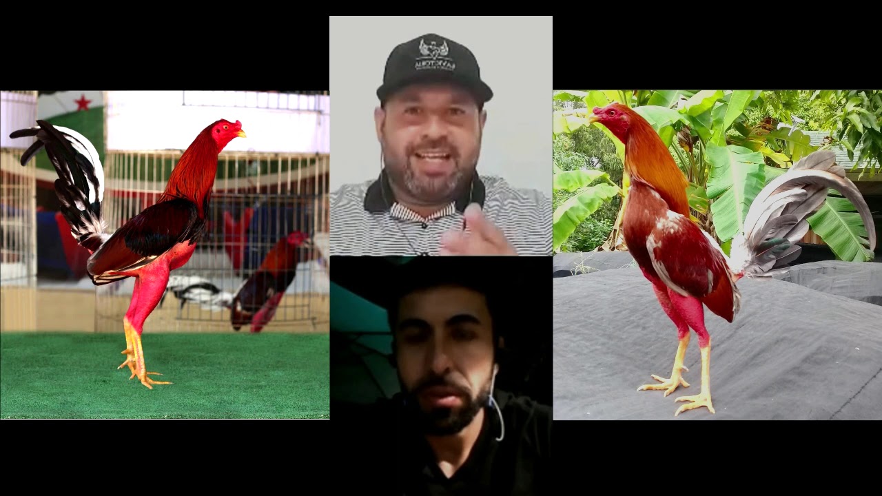 Como castar Gallos Españoles Jerezanos con Gallos Orientales por Dury Fernández🇨🇺 y Daniel Cabrera🇨🇺