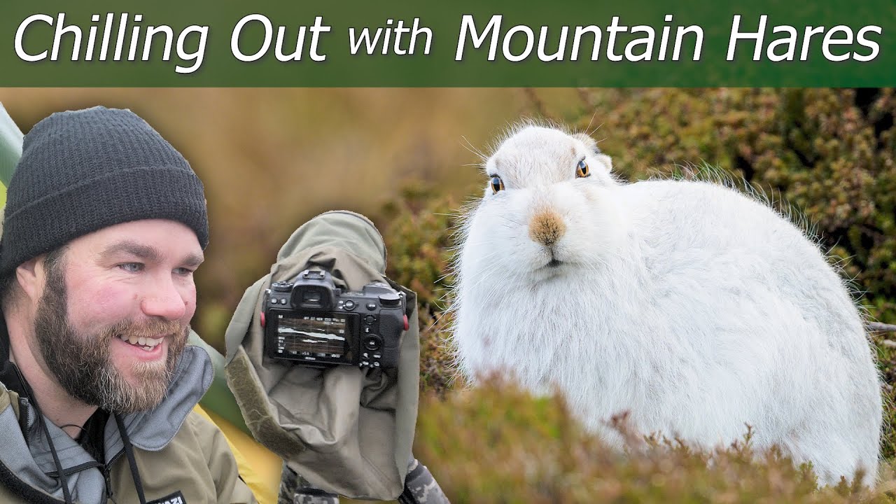 Chilling Out with Mountain Hares | Wildlife Photography & Wild Camping | Nikon Z7 + 500mm f/5.6E PF