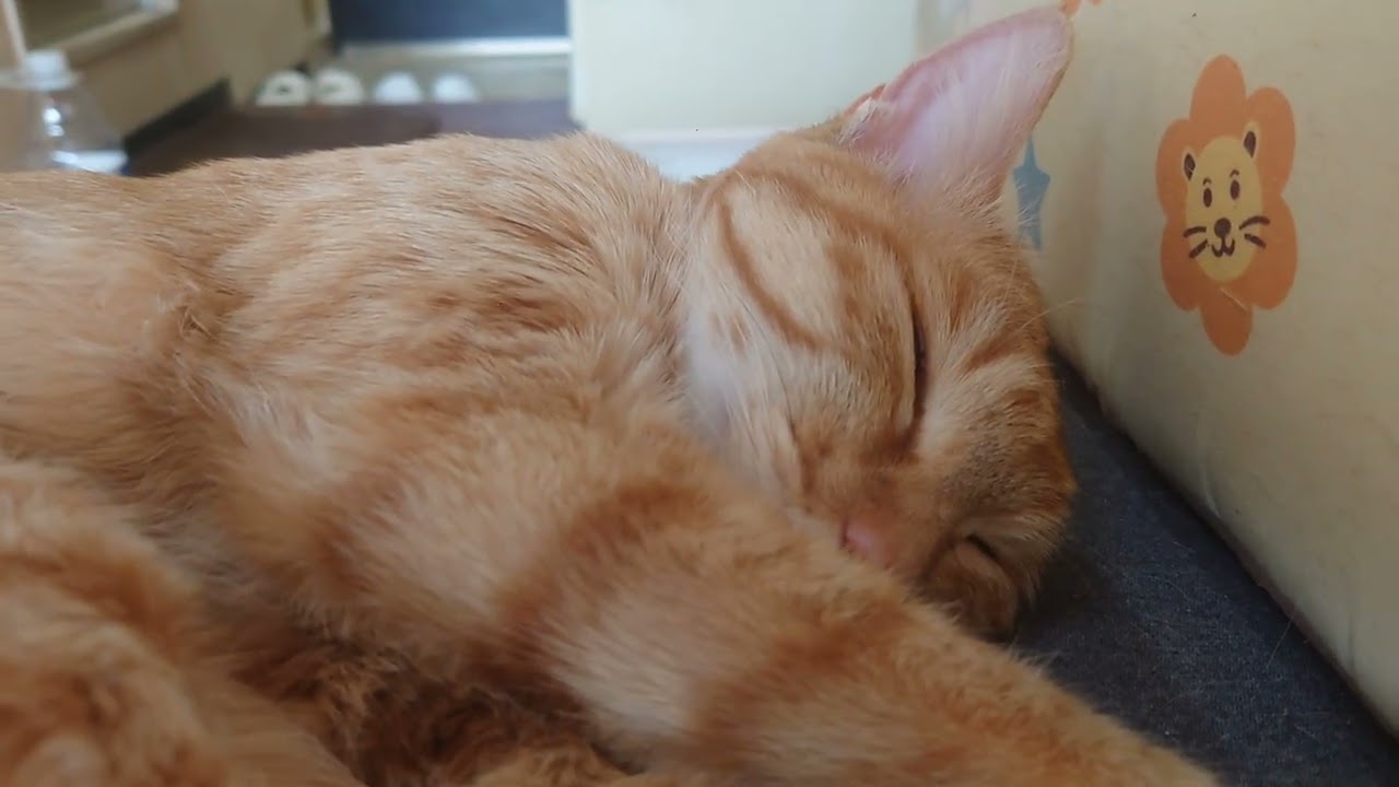 気持ち良さそうな寝顔。#cat #cute #cutecat #orangecat #猫 #かわいい #かわいい猫 #茶トラ #癒し #猫のいる暮らし #ねこのいる生活 