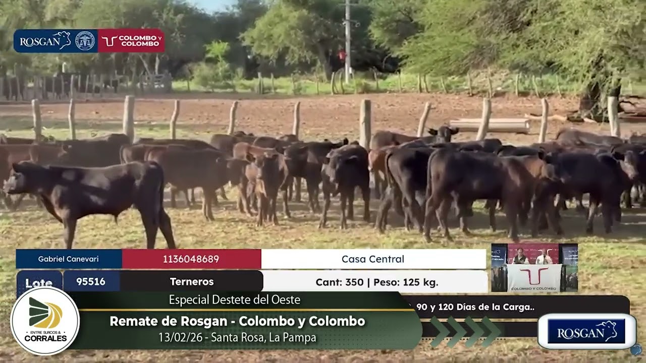 13-02-26 - Remate de Rosgan - Especial de Colombo y Colombo - Destete del Oeste - Santa Rosa