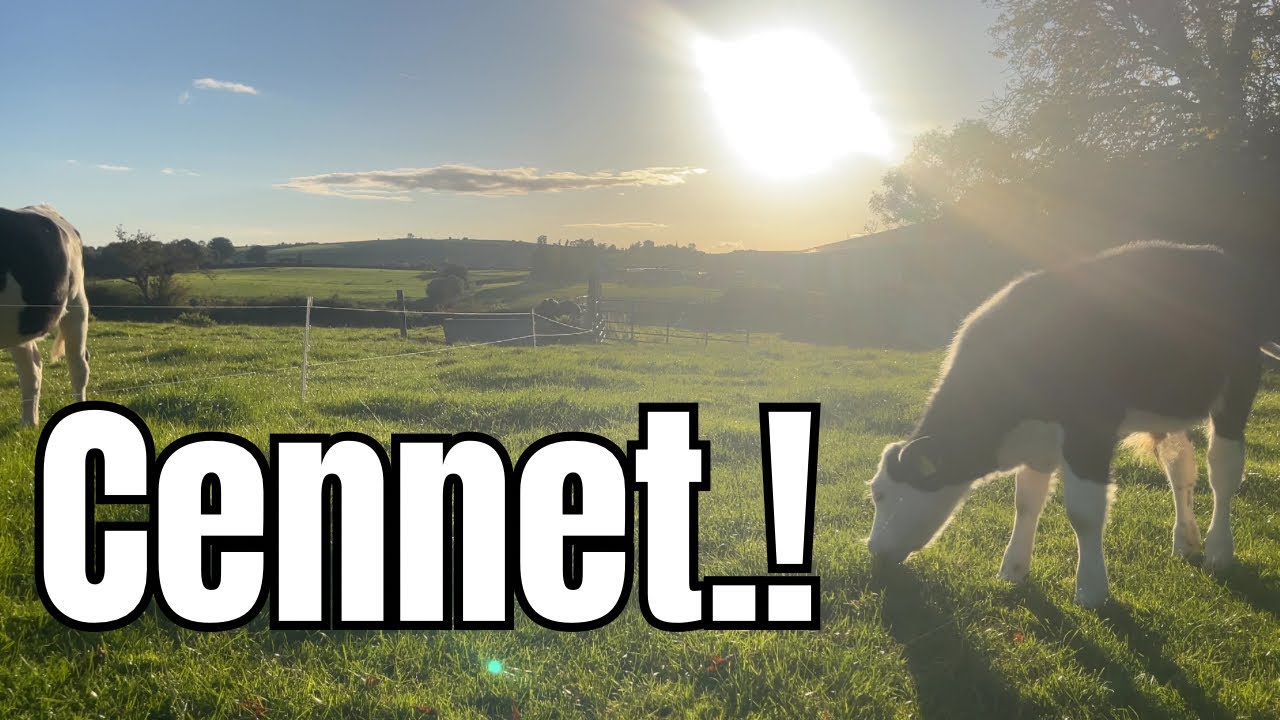 Huzur Veren, Stresinizi Alıp G&ouml;t&uuml;ren Meslek Dalıdır &Ccedil;ift&ccedil;ilik. 🐮🐮