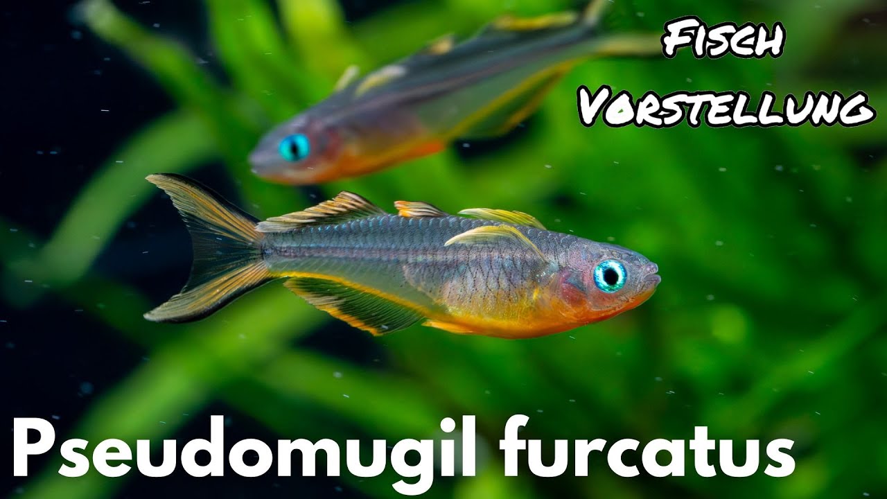 Gabelschwanz-Blauauge - Pseudomugil furcatus | Liquid Nature Fisch Vorstellung
