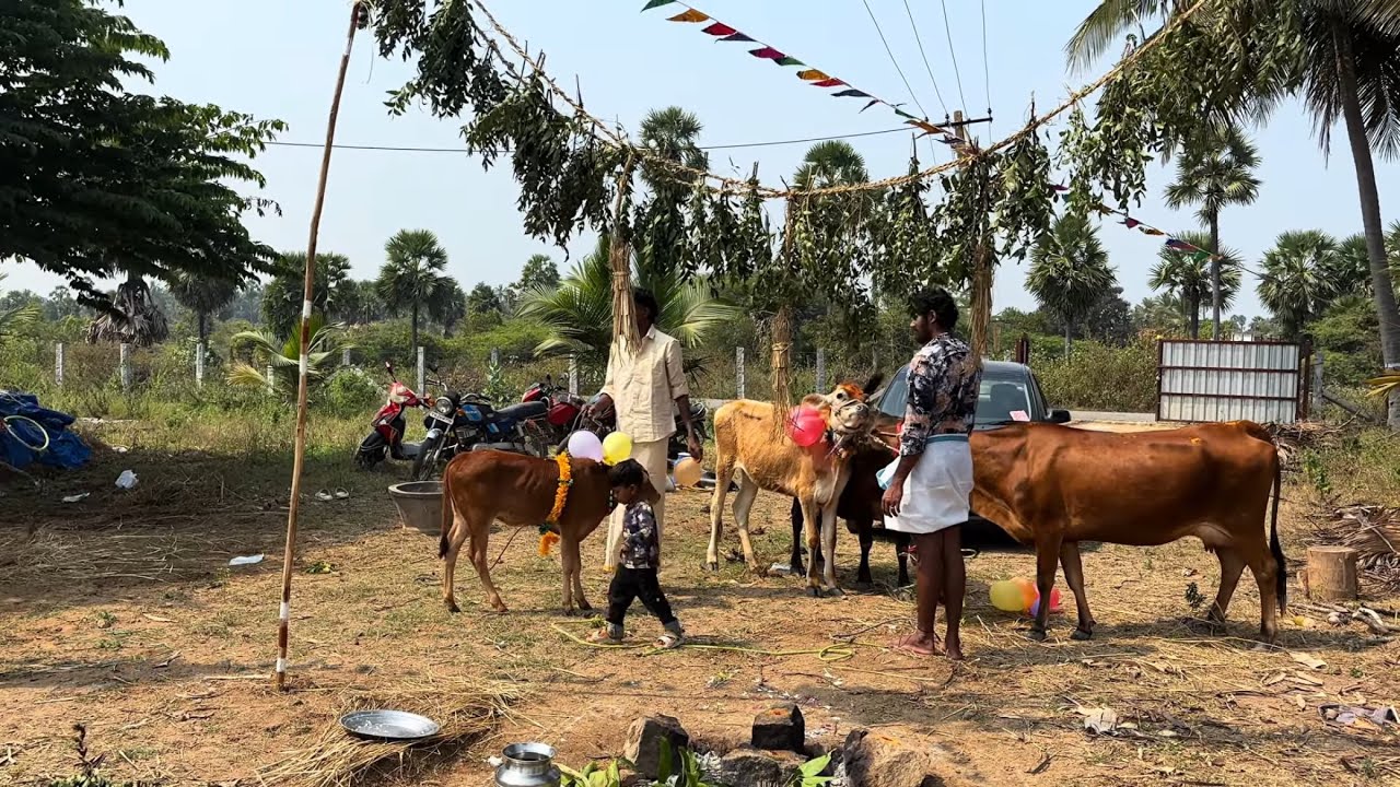 🐂 Maattu Pongal 2026 | Village Vibes, Bulls & Tamil Tradition ❤️| REAL MAATTU PONGAL ❤️🐂