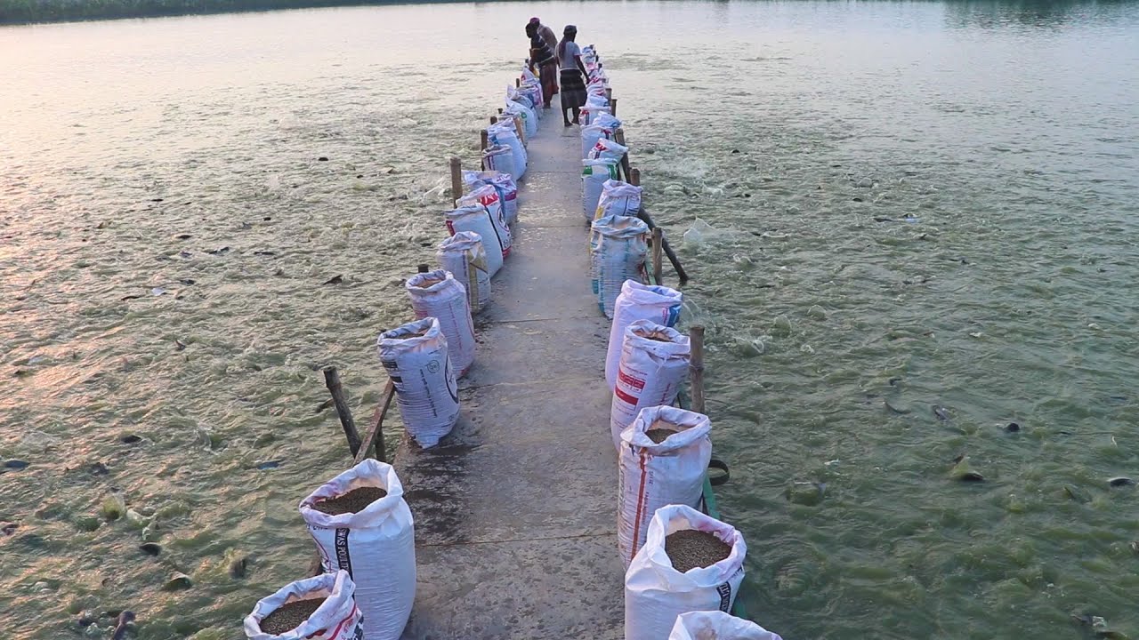 Establish a feeding schedule | Fish Feeding Time in a Fish Farm