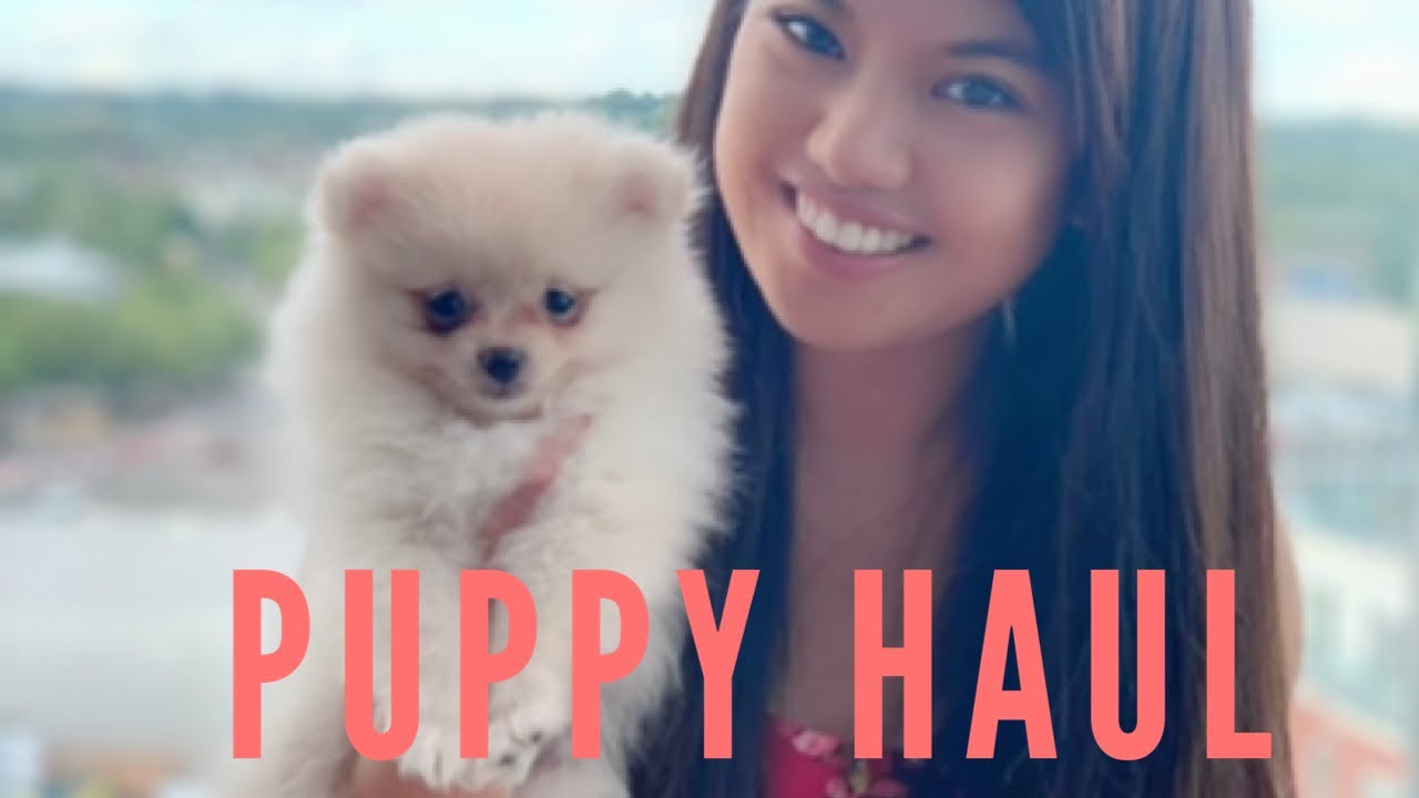 New Puppy Haul (Pomeranian/Apartment)