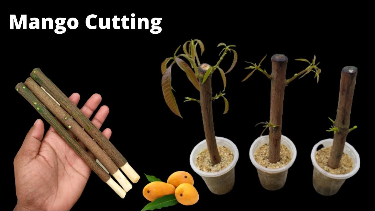 How to propagate mango tree from cuttings || grow mango tree cutting