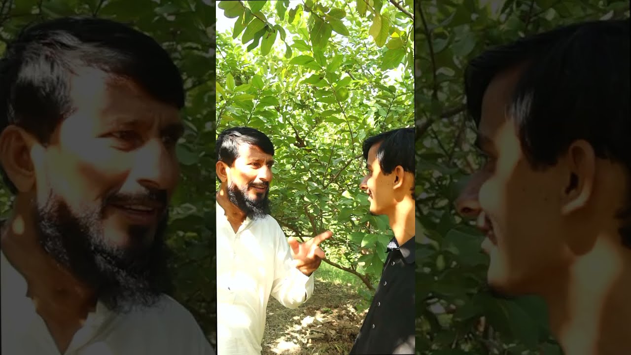 Shehad Phir Laga Gaya Chuna||umartv227
