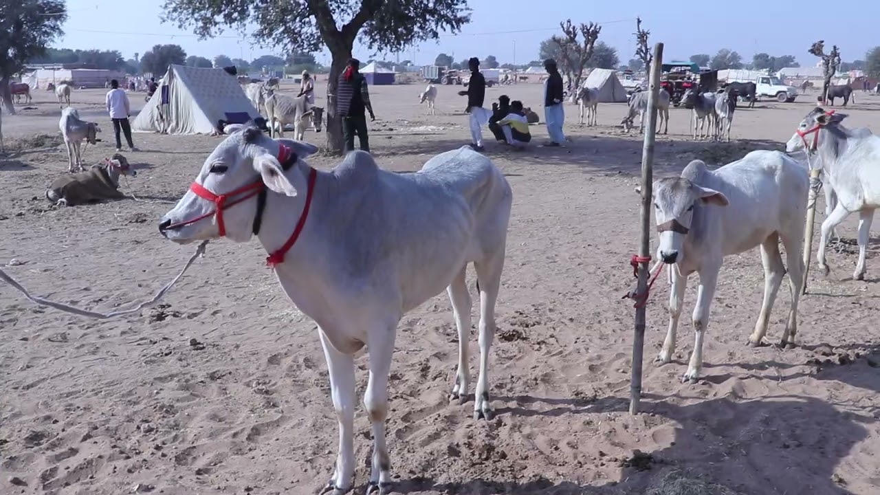 नागौर पशु मेला 2026 नागोरी बेल की जोड़ी पजाब हरियाणा और केरल तमिलनाडु से आते है लोग 