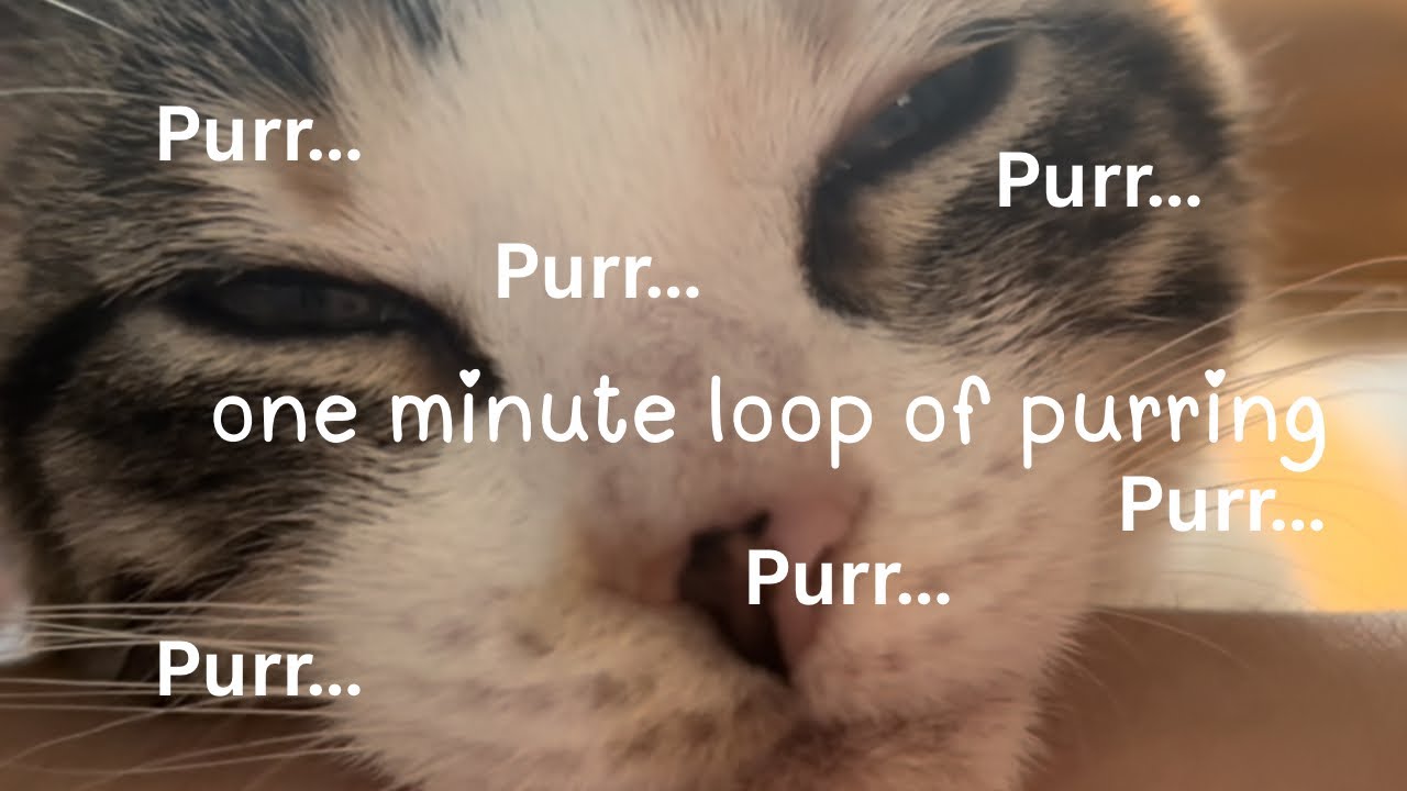 One minute of my Kitten Purring Lofi ASMR (Looping Purring)
