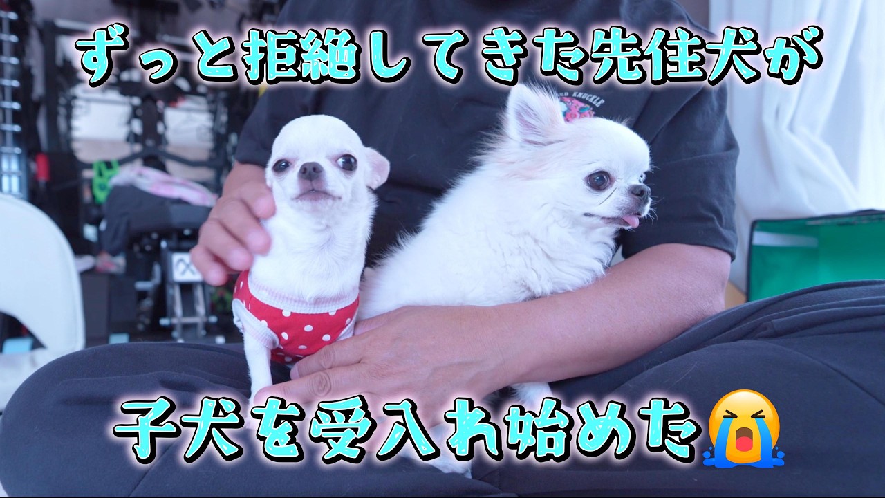 あれだけ距離のあった先住犬と子犬に変化が表れ始めました(；ﾟДﾟ)