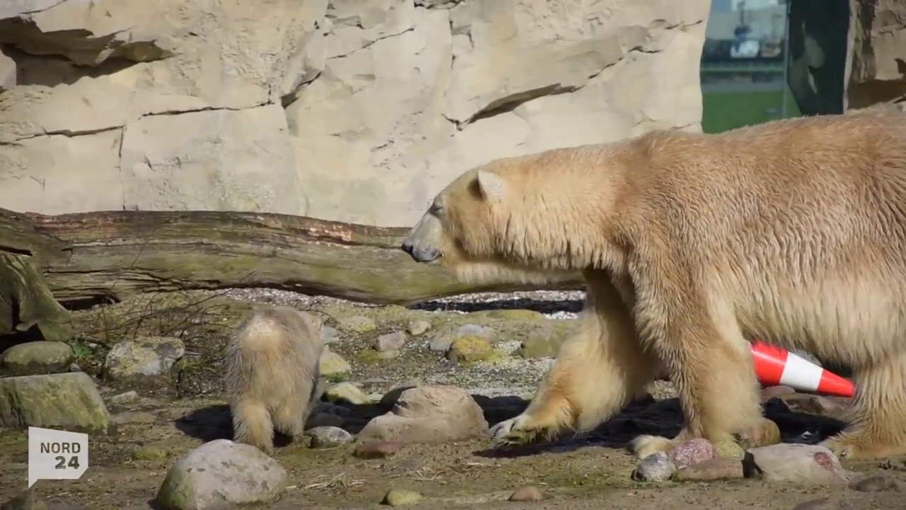 So spielt Eisbärin Lili im Zoo am Meer mit Mutter Valska