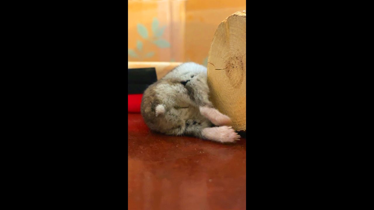 ＜失神＞失神から復活格闘へ! Resurrected from fainting. 