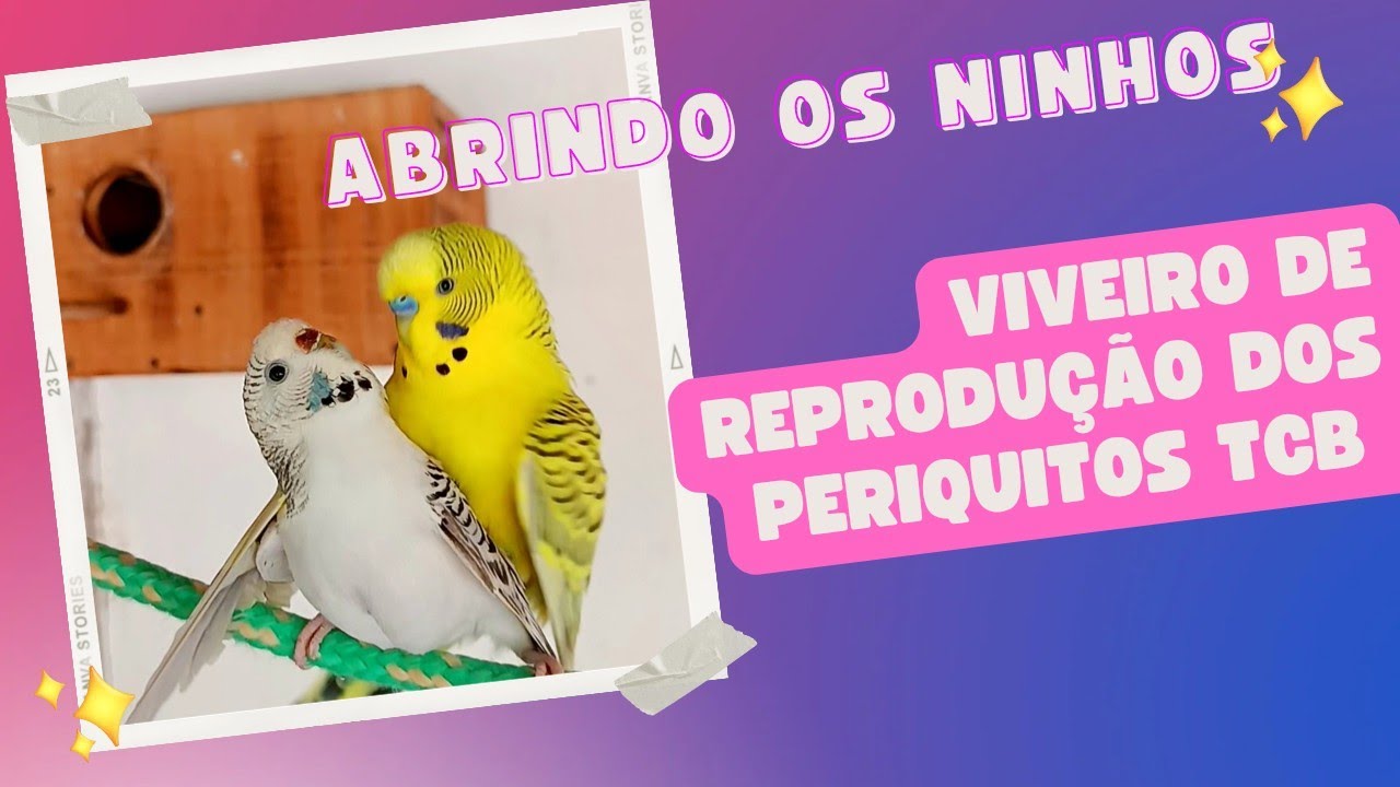 Abrindo os ninhos no viveiro de reprodução de Periquitos corpos claros do texas