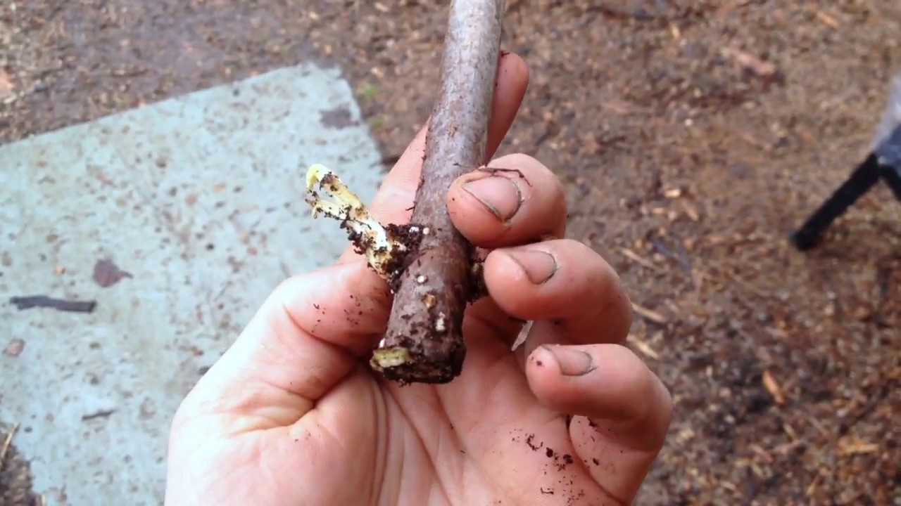 Hardwood Propagation (with bottom heat) - Update 1