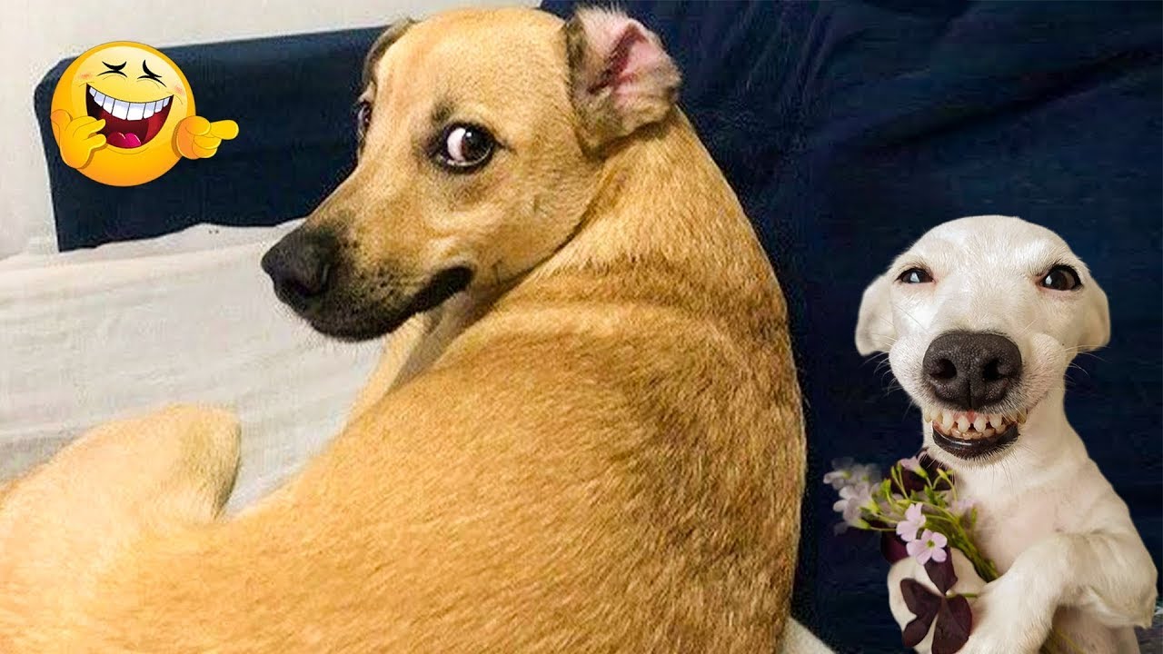 New Funny Animals 🐧 - Funniest CATS And DOGS 😺🐶 2024 - Part 13