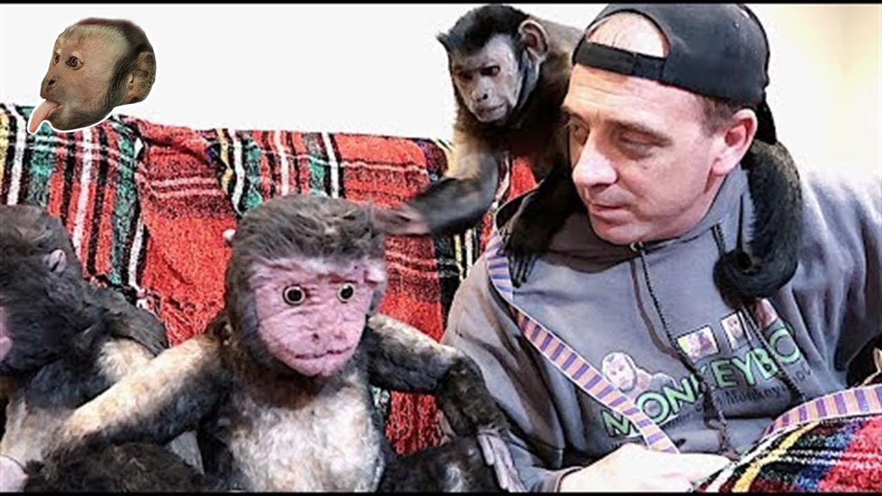 РОЗЫГРЫШ MonkeyBoo CuddleClone!