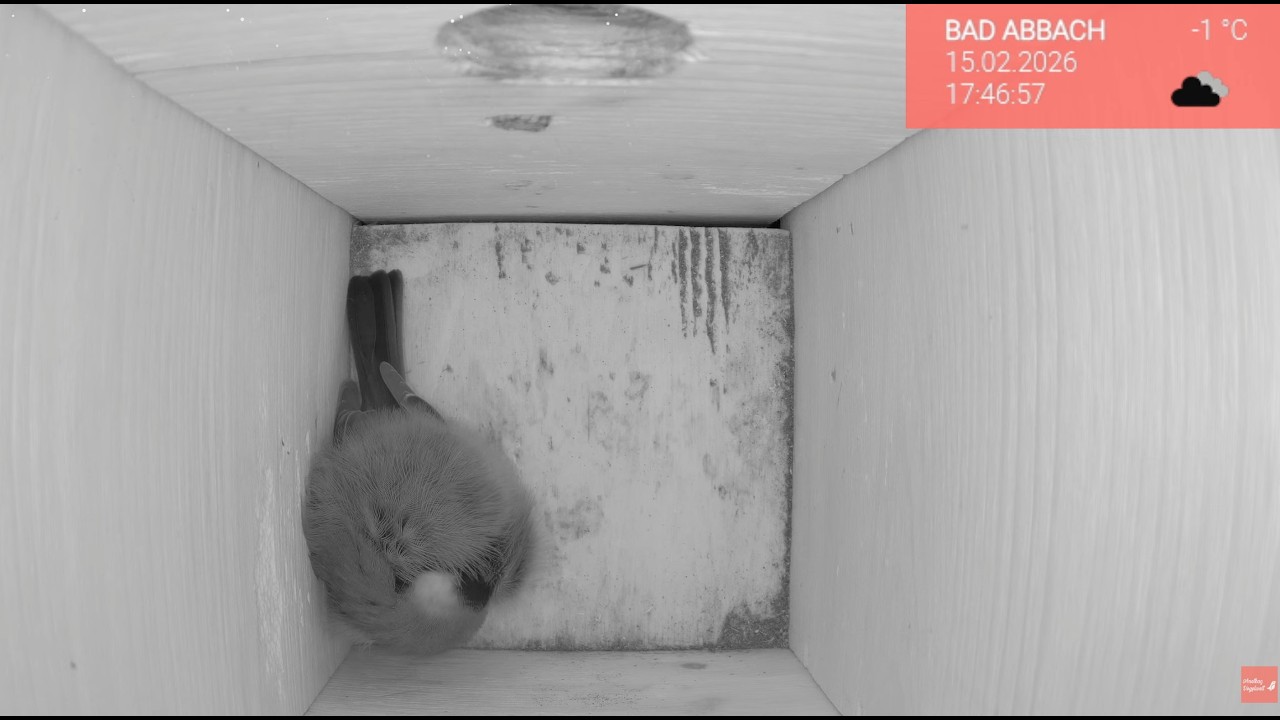 Kohlmeise Piepina live 🐦 Abend & Nacht im Nistkasten